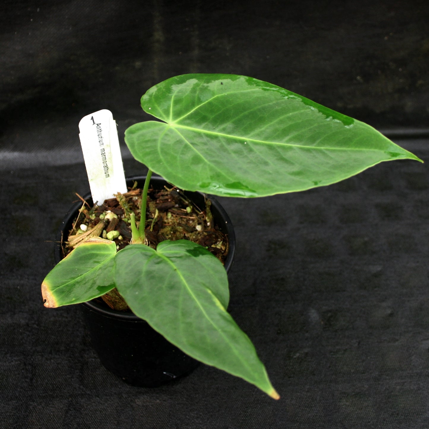 anthurium marmoratum Anthurium marmoratum – Carnivero