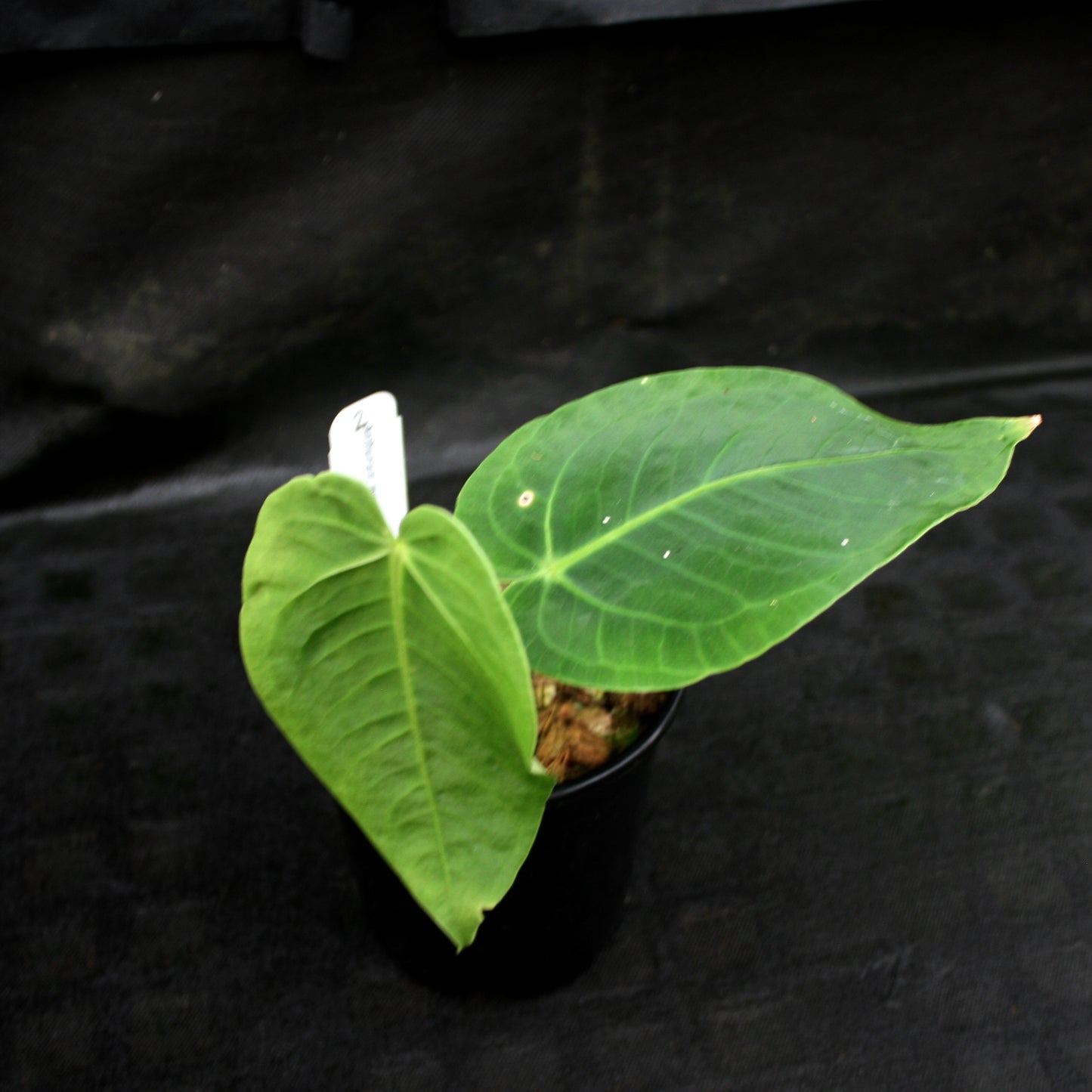 anthurium marmoratum for sale Anthurium marmoratum – Carnivero