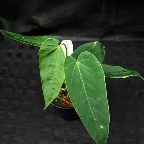 Anthurium marmoratum with large glossy green heart-shaped leaves