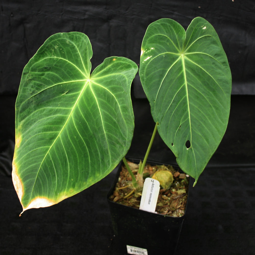 anthurium marmoratum for sale Anthurium marmoratum – Carnivero