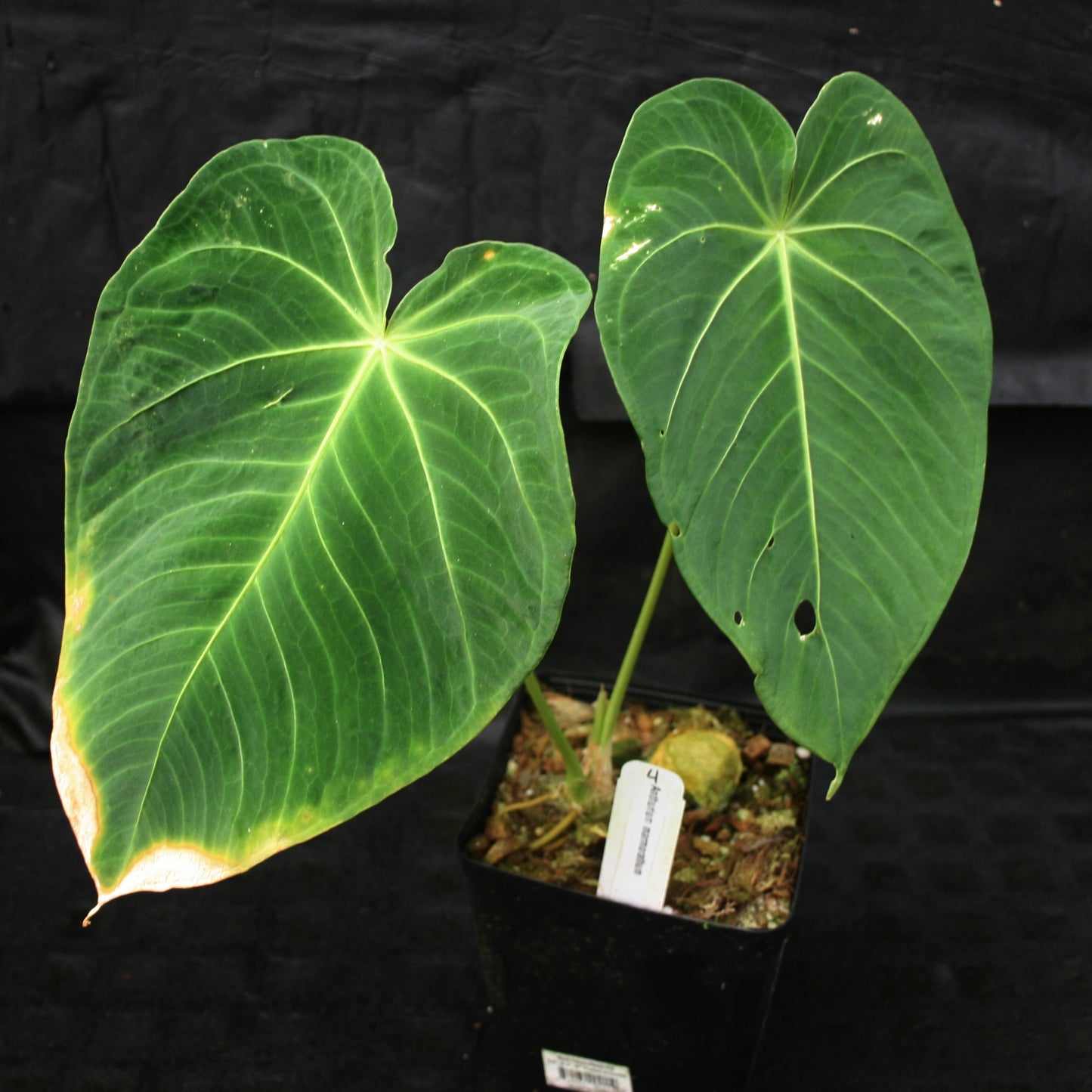 anthurium atropurpureum Anthurium marmoratum – Carnivero