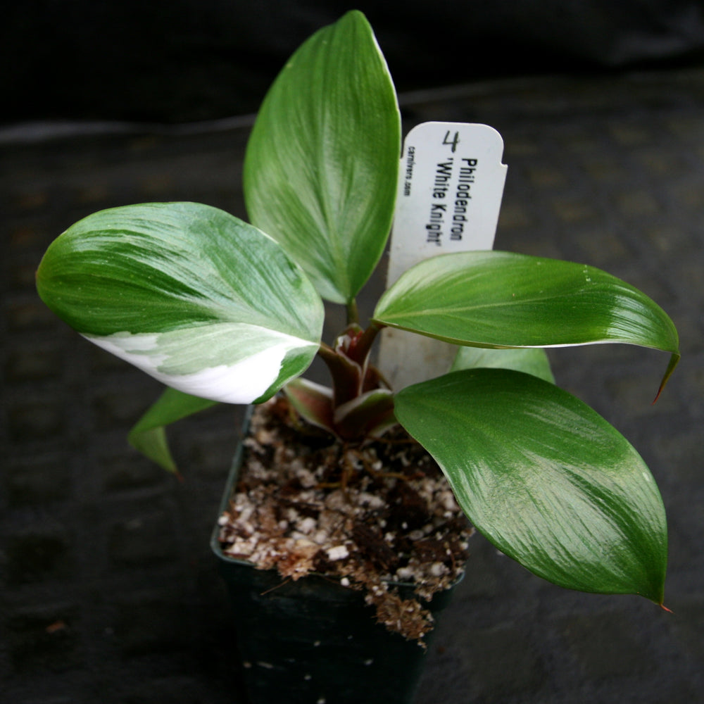 
                      
                        Philodendron 'White Knight'
                      
                    