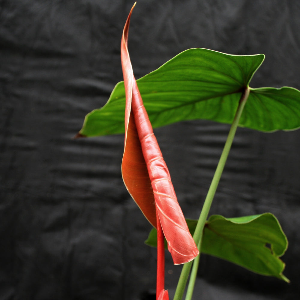 
                      
                        Philodendron lynamii
                      
                    