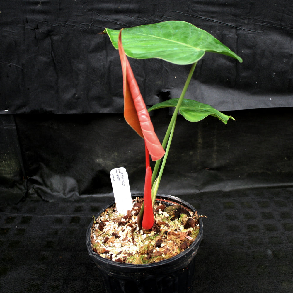 
                      
                        Philodendron lynamii
                      
                    