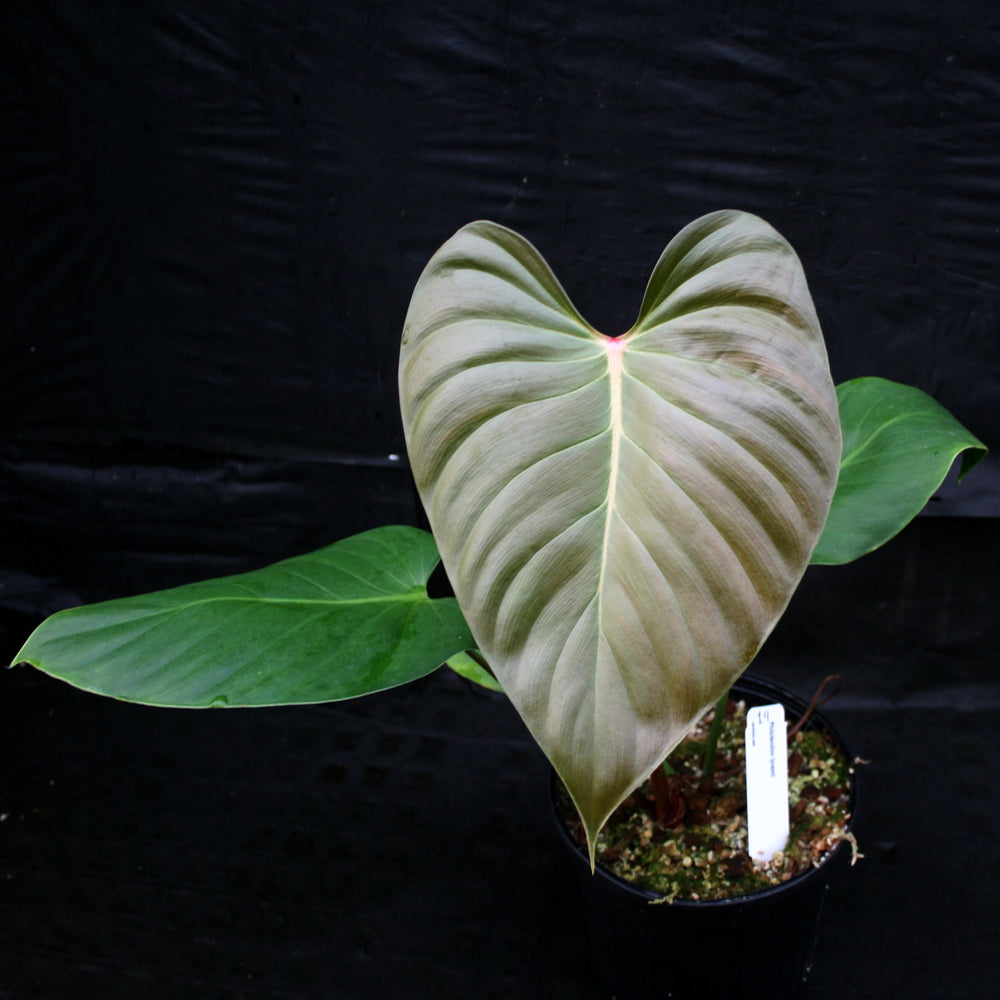 
                      
                        Philodendron lynamii
                      
                    
