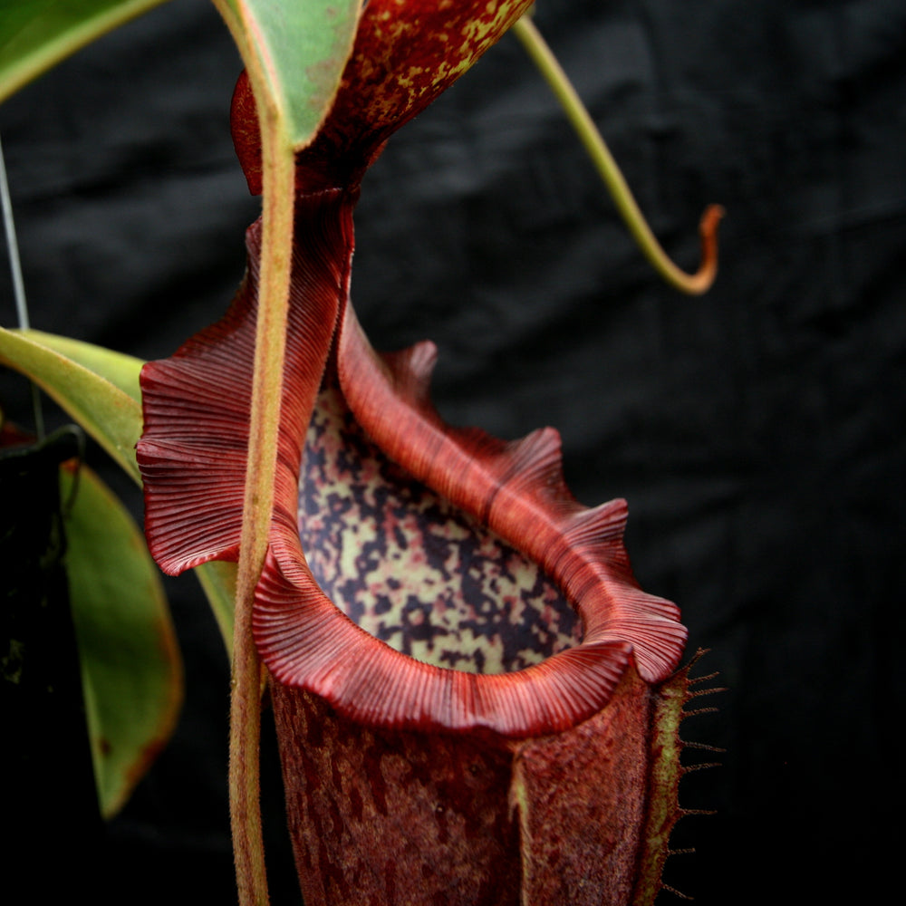 
                      
                        Nepenthes [(lowii x veitchii) x boschiana)] "Red Ruffled" x {boschiana x [truncata x (northiana x veitchii)]}, CAR-0162
                      
                    