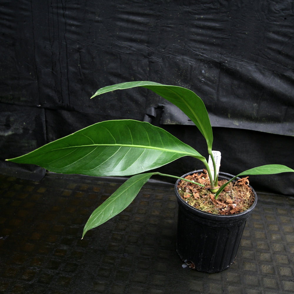 
                      
                        Anthurium cubense x pendulifolium (same cross as Big Bill)
                      
                    