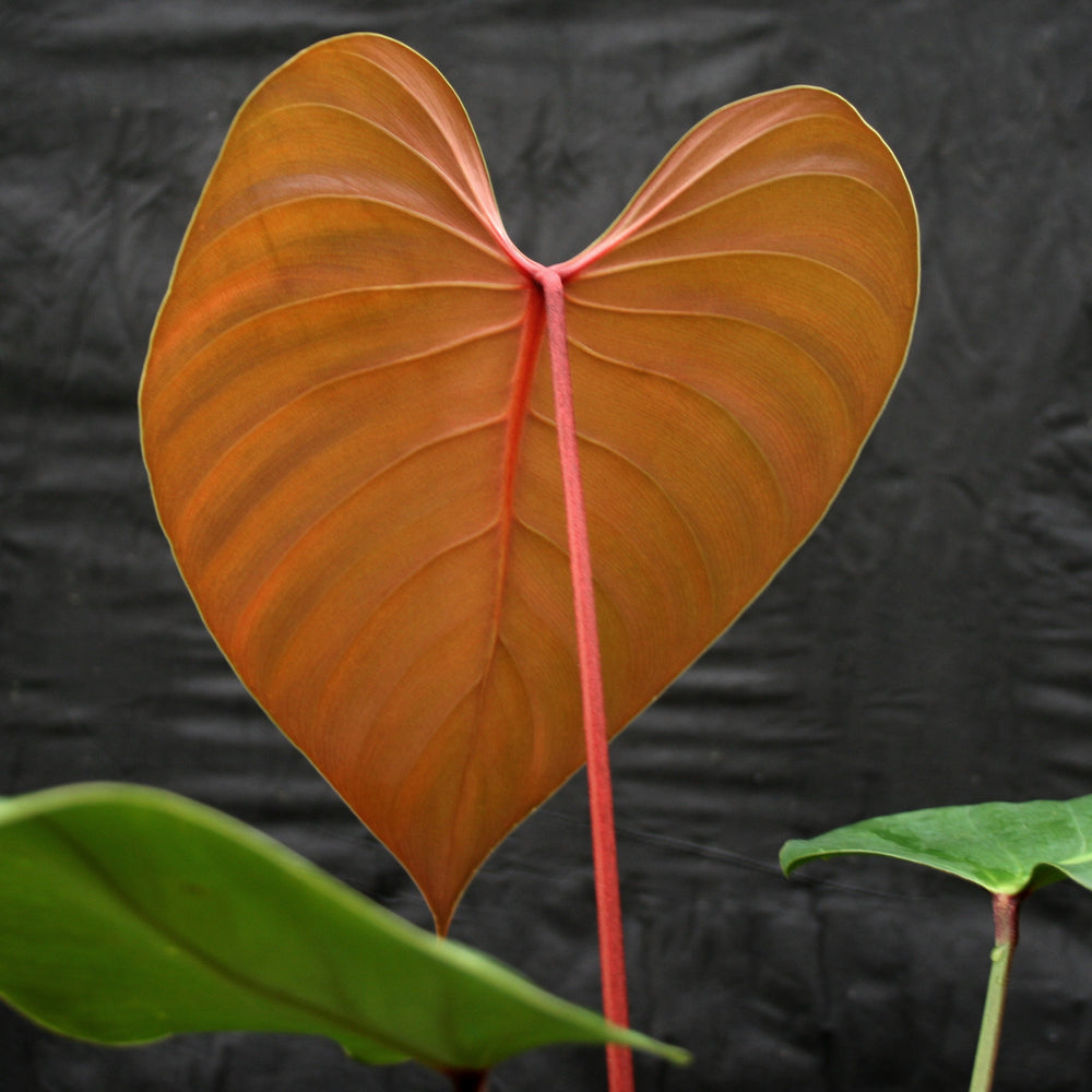 
                      
                        Philodendron lynamii
                      
                    