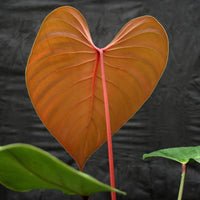 Philodendron lynamii