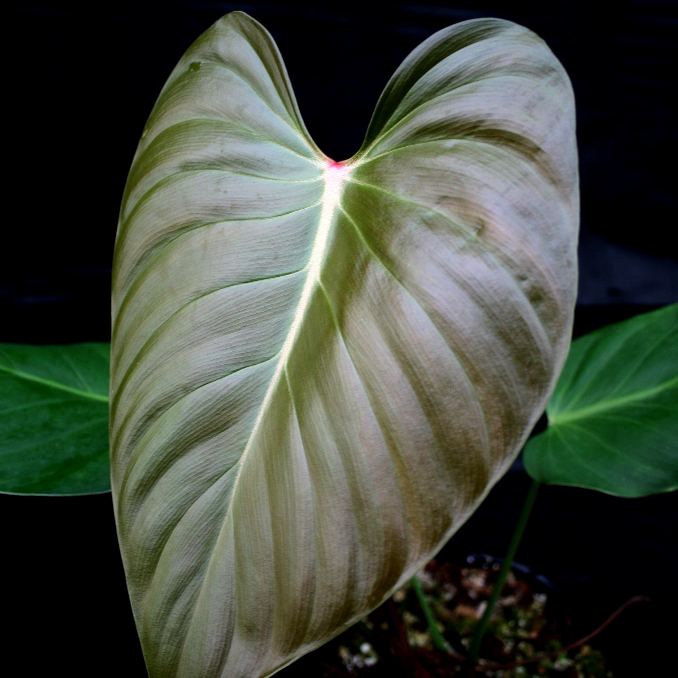 Philodendron lynamii　フィロデンドロン　ライナミー　リナミー Philodendron Lynamii | Indoor Plant Delivery | Leafy