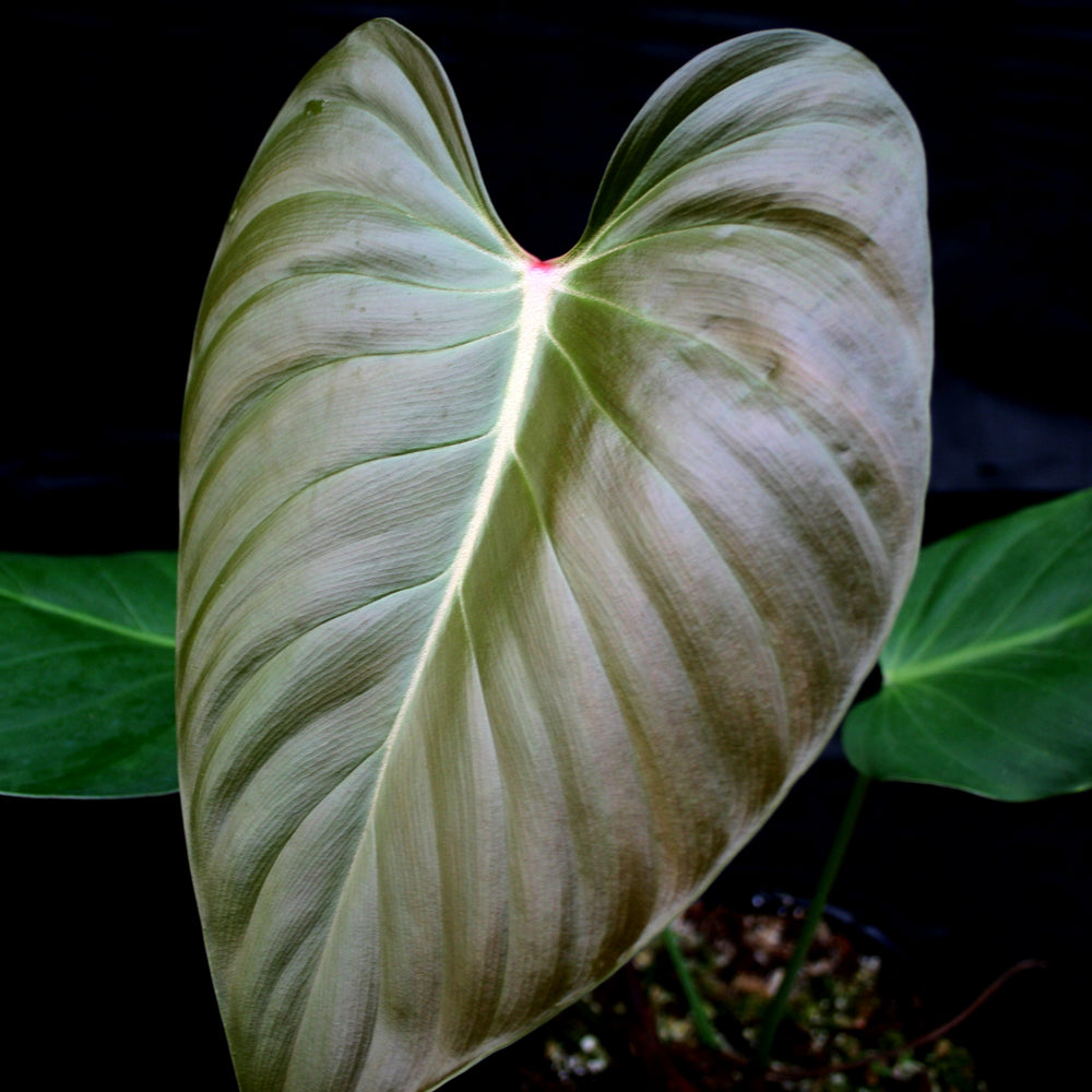 
                      
                        Philodendron lynamii
                      
                    