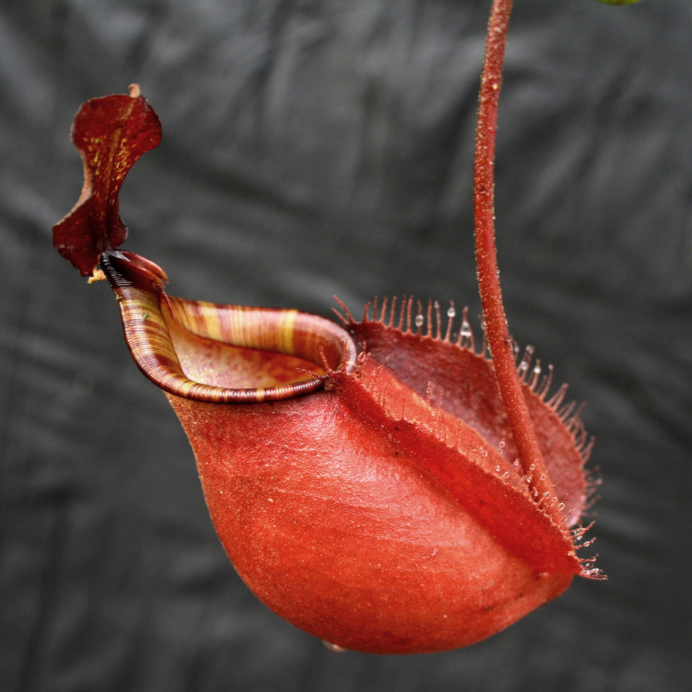 
                      
                        Nepenthes bicalcarata x ampullaria 'Black Miracle', CAR-0214
                      
                    