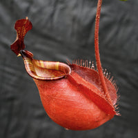 Nepenthes bicalcarata x ampullaria 'Black Miracle', CAR-0214
