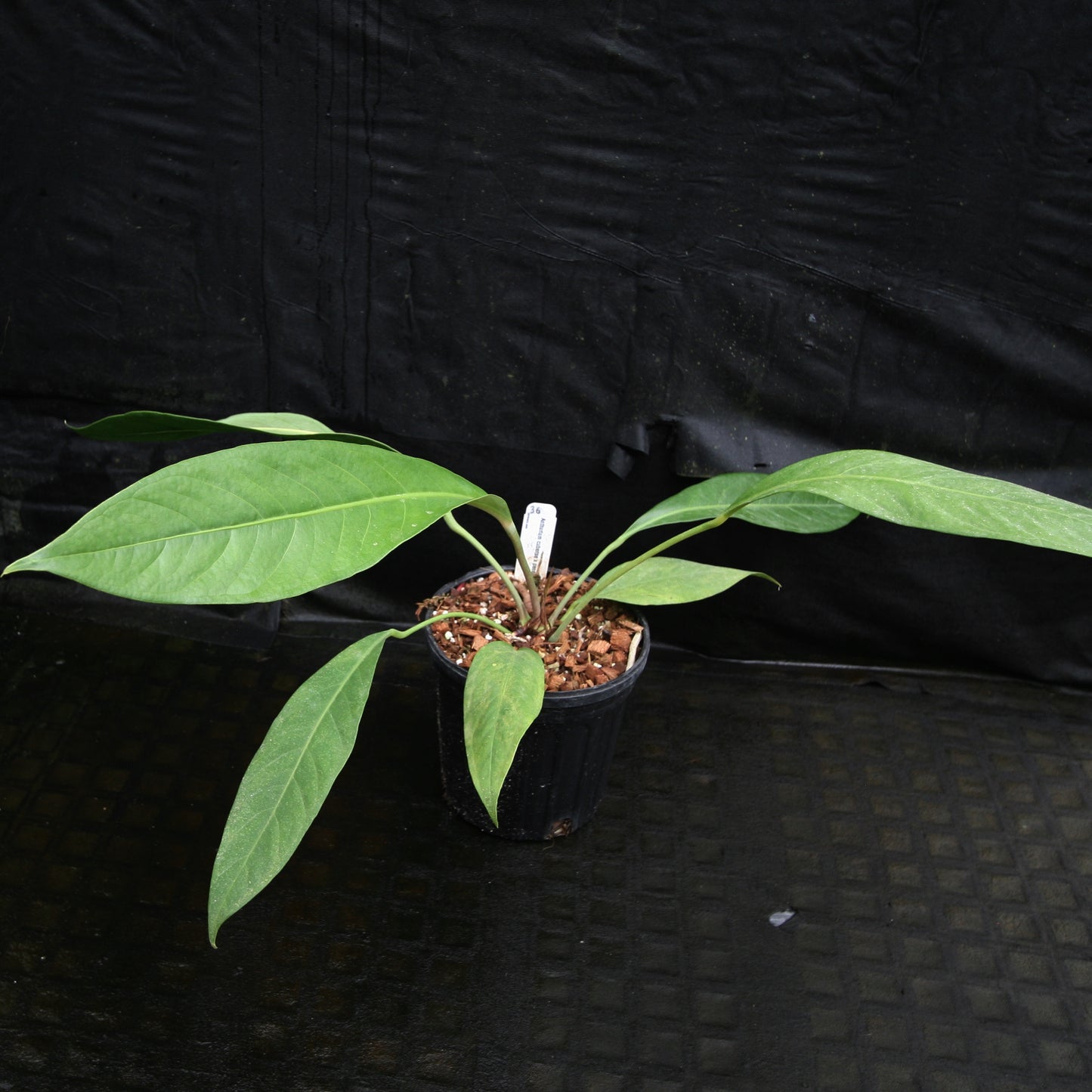 anthurium pendulifolium mounted Anthurium cubense x pendulifolium (same cross as Big Bill) – Carnivero