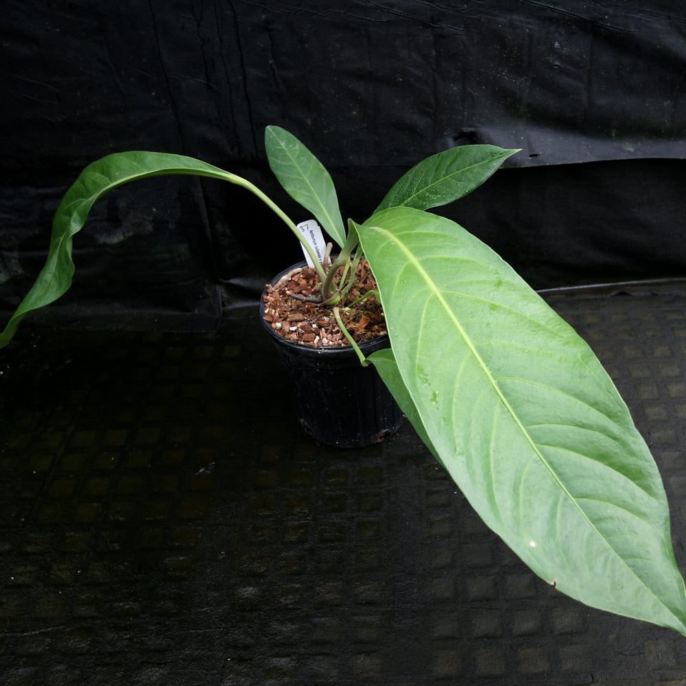 
                      
                        Anthurium cubense x pendulifolium (same cross as Big Bill)
                      
                    