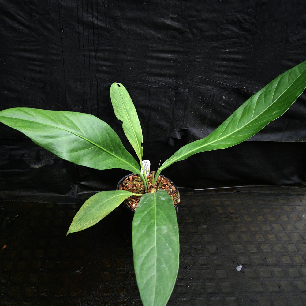 
                      
                        Anthurium cubense x pendulifolium (same cross as Big Bill)
                      
                    