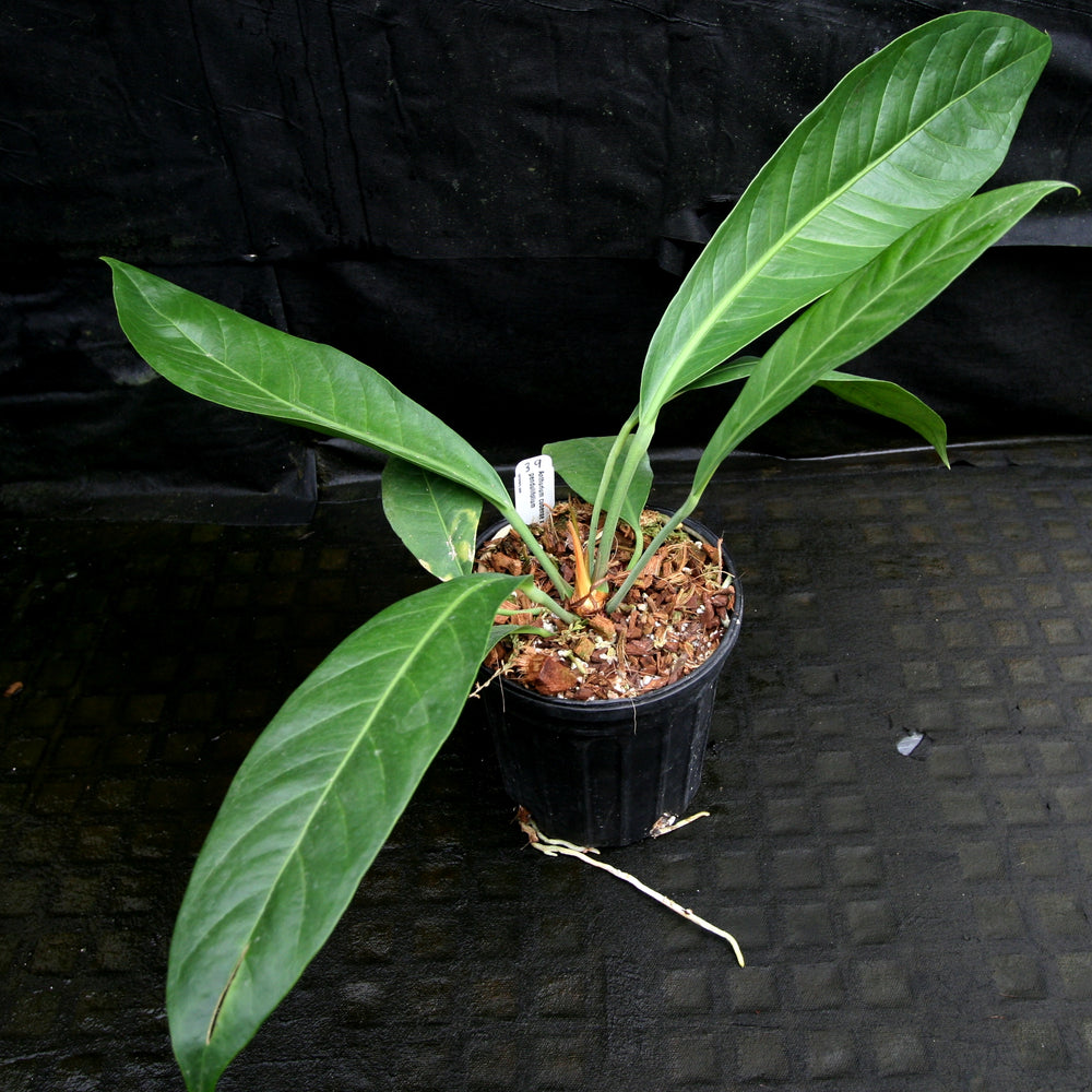 
                      
                        Anthurium cubense x pendulifolium (same cross as Big Bill)
                      
                    