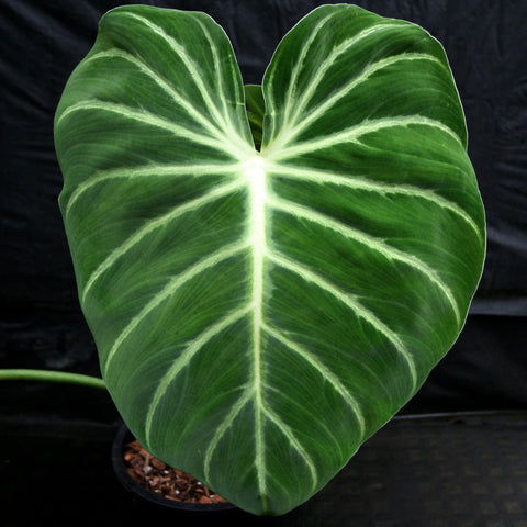 Philodendron luxurians leaf close up showing dark green blade with pale white veins.