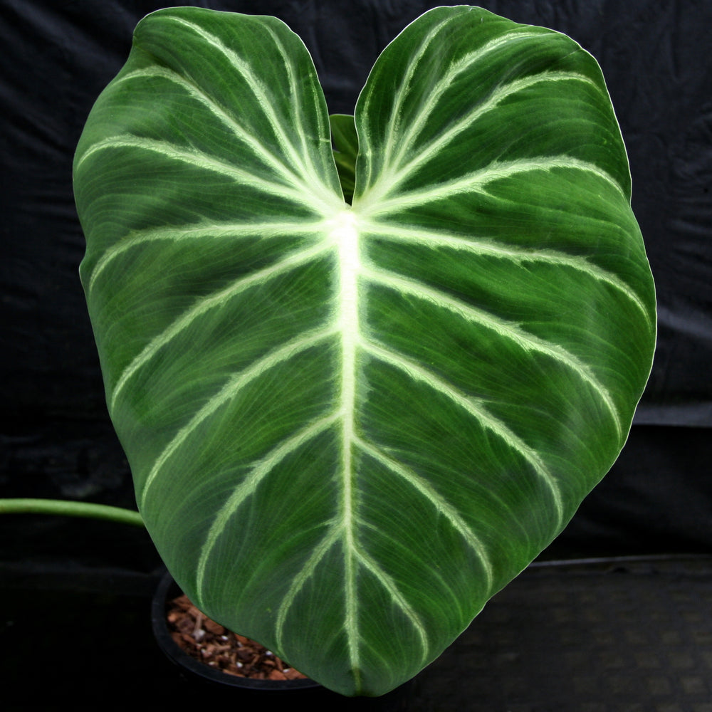 philodendron luxurians vs gloriosum Philodendron luxurians – Carnivero