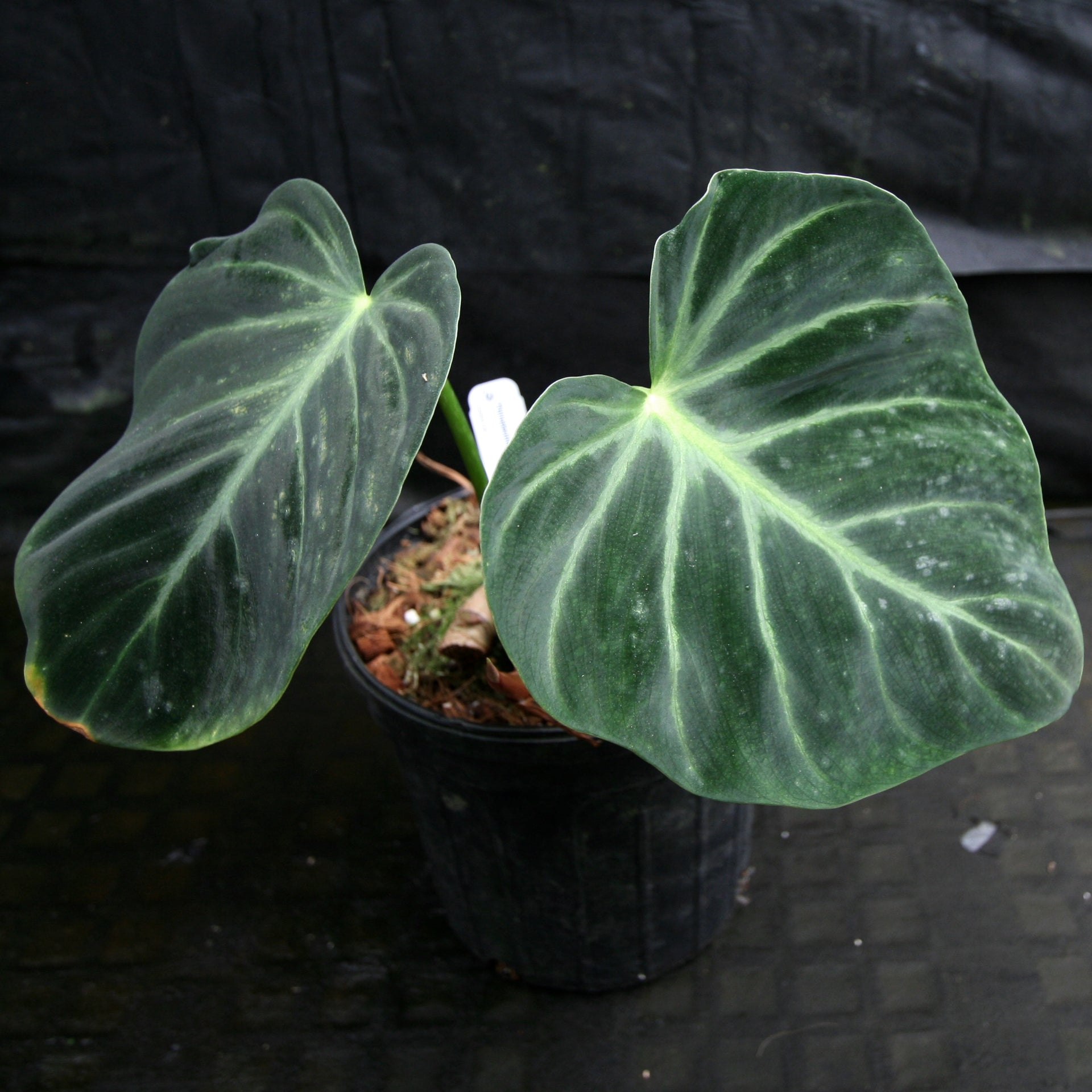 philodendron luxurian Philodendron luxurians – Carnivero