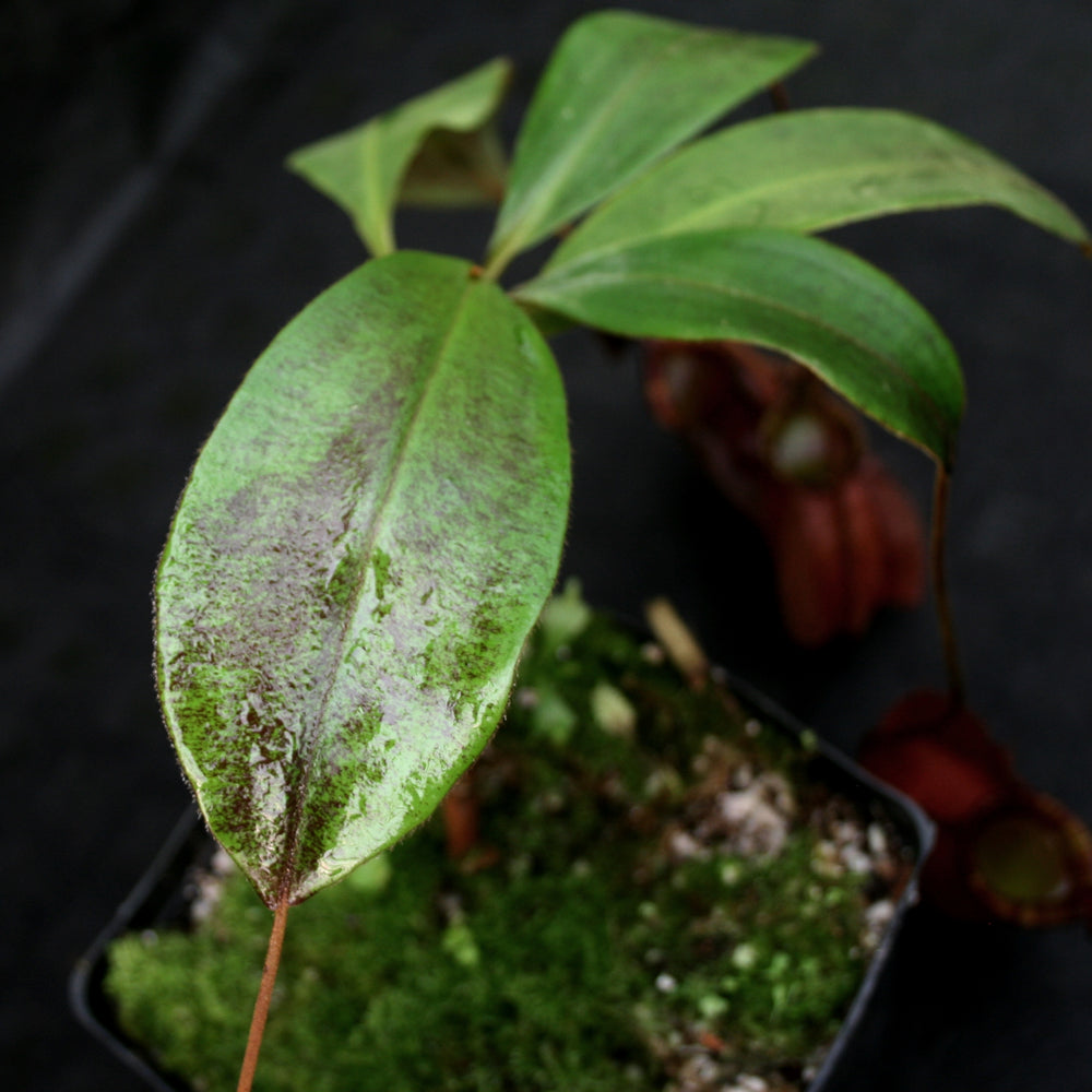 
                      
                        Nepenthes bicalcarata x ampullaria 'Black Miracle', CAR-0214
                      
                    
