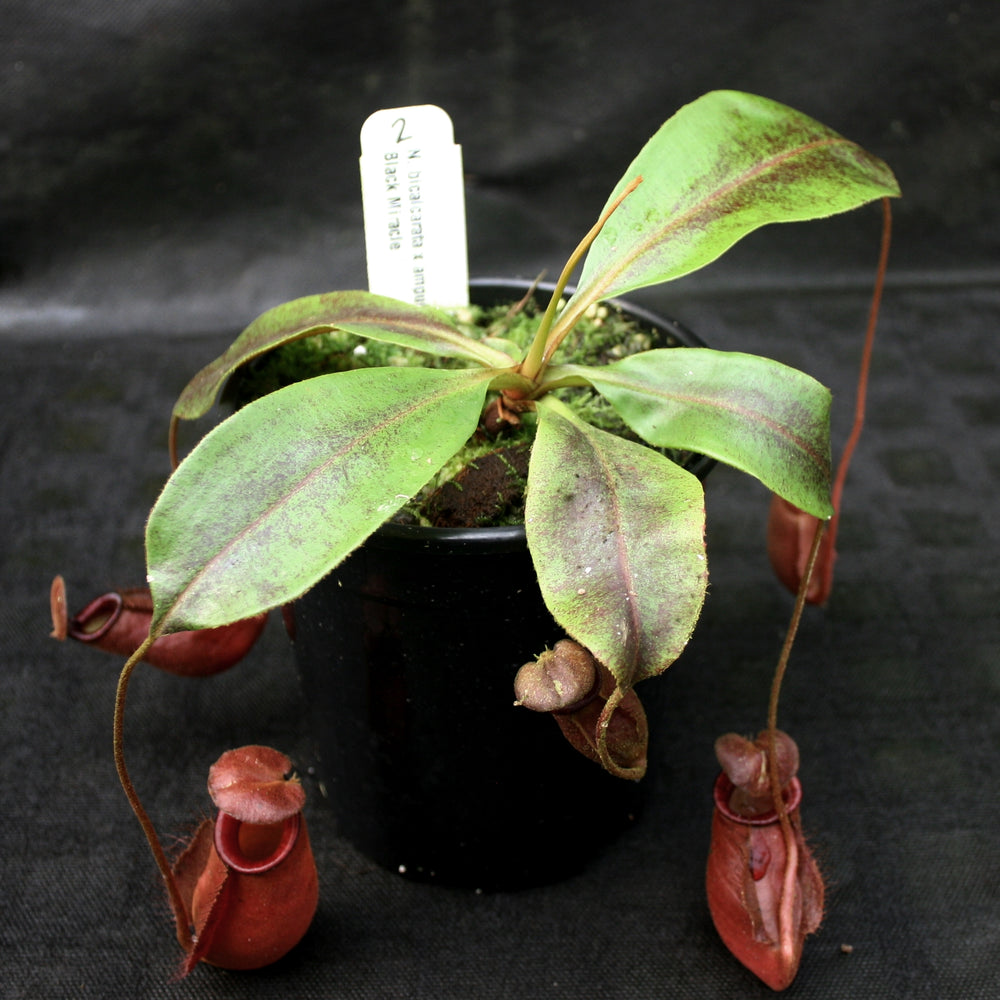 
                      
                        Nepenthes bicalcarata x ampullaria 'Black Miracle', CAR-0214
                      
                    