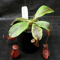 Nepenthes bicalcarata x ampullaria 'Black Miracle', CAR-0214