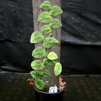 Monstera dubia