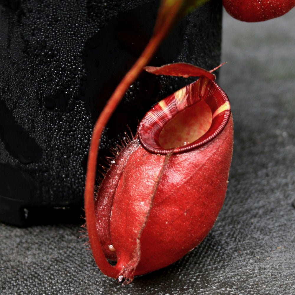 
                      
                        Nepenthes bicalcarata x ampullaria 'Black Miracle', CAR-0214
                      
                    