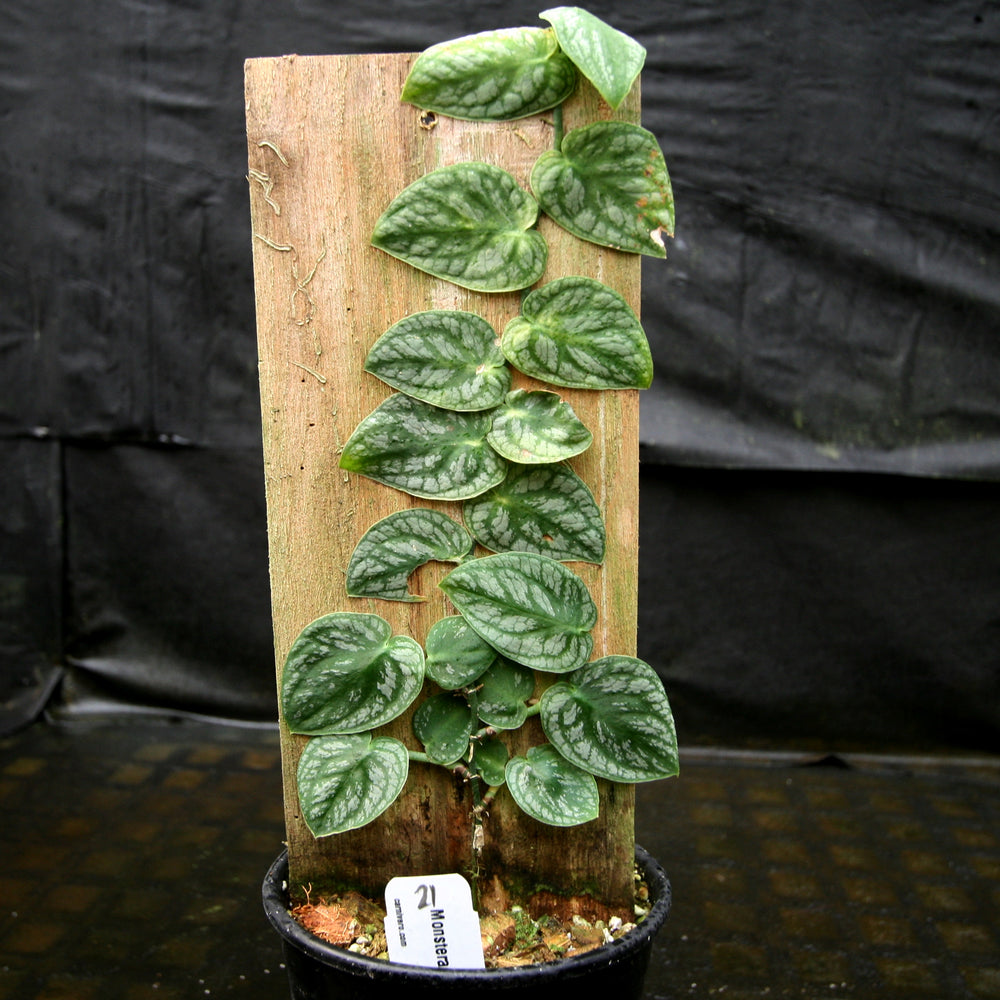 
                      
                        Monstera dubia
                      
                    
