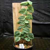 Monstera dubia