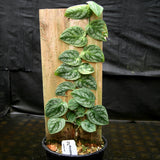 Monstera dubia