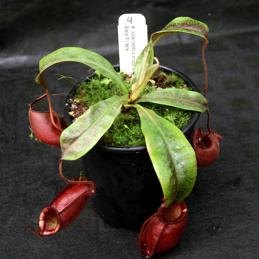 
                      
                        Nepenthes bicalcarata x ampullaria 'Black Miracle', CAR-0214
                      
                    