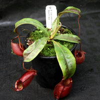 Nepenthes bicalcarata x ampullaria 'Black Miracle', CAR-0214