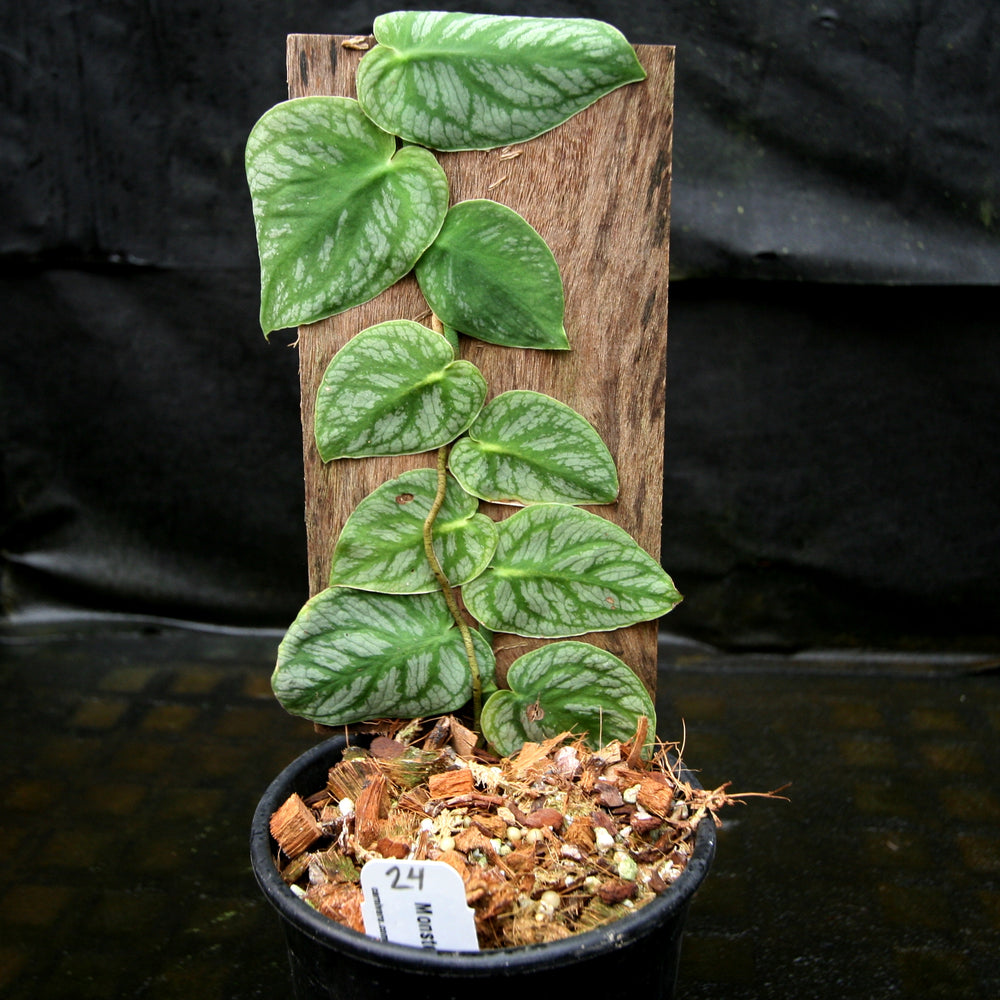 philodendron monstera dubia Monstera dubia – Carnivero