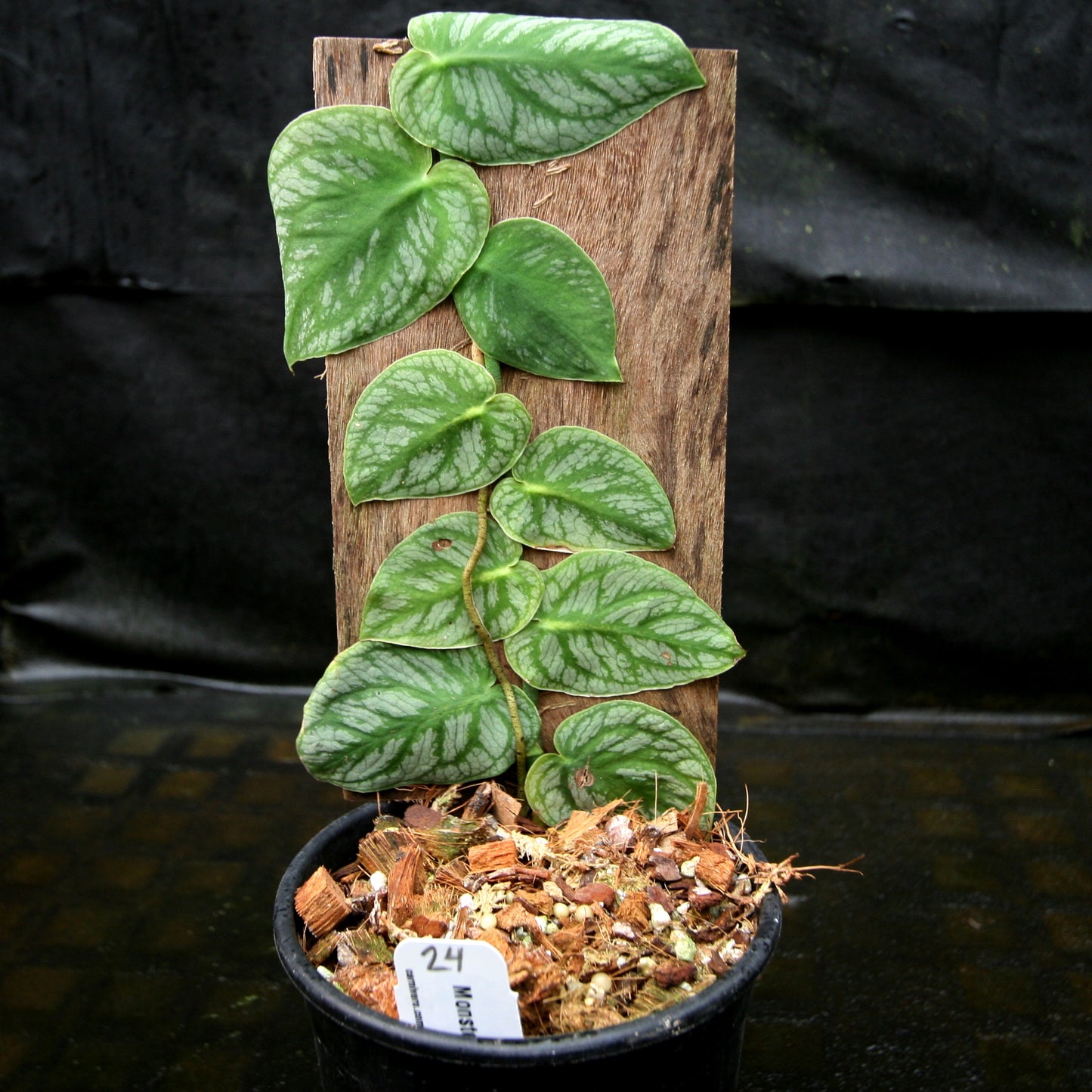 monstera dwyeri Monstera dubia – Carnivero
