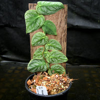 Monstera dubia