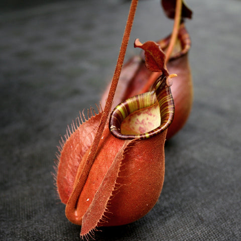 Nepenthes bicalcarata x ampullaria Black Miracle pitcher plant showing a curved reddish pitcher and curling tendril