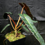 Philodendron atabapoense