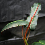 Philodendron atabapoense