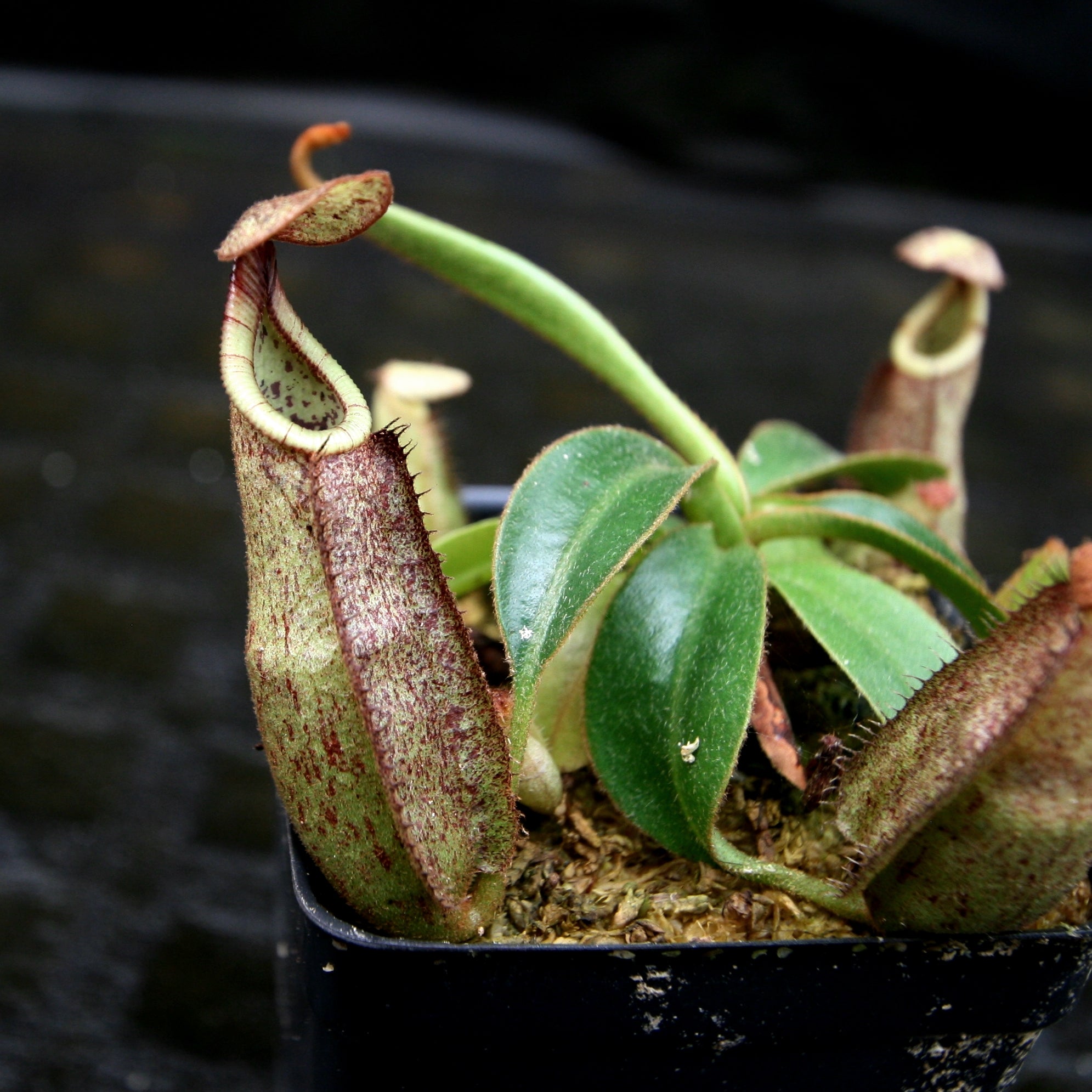 Nepenthes rafflesiana x mollis, CAR-0216 – Carnivero