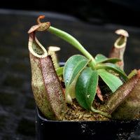 Nepenthes rafflesiana x mollis, CAR-0216