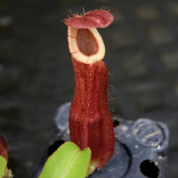 Nepenthes mirabilis var. echinostoma x {(Rokko x boschiana) x {[Rokko x (zakriana x spectabilis)] x TM}}, CAR-0217