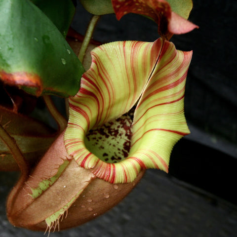 Close up of a striped Nepenthes pitcher from the #5 x The Wave cross with lime green body and red bands.