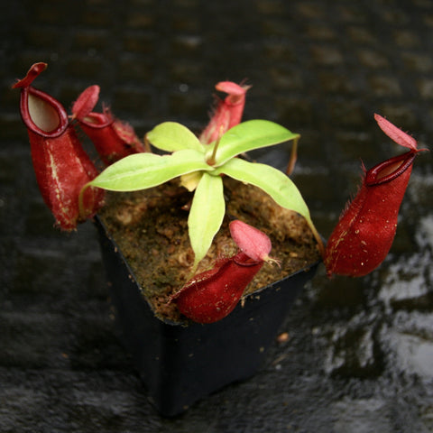 Nepenthes ampullaria plant in a black square pot with several red pitcher traps and bright green leaves