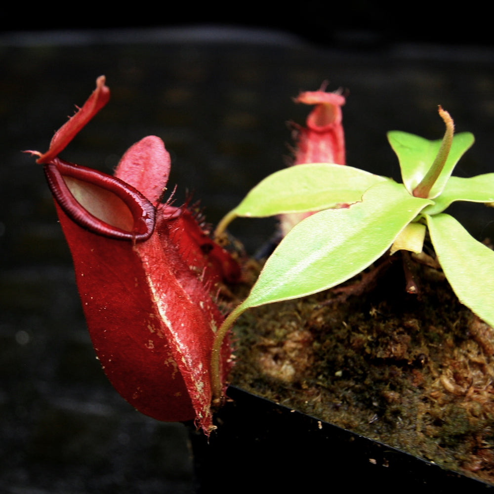 
                      
                        Nepenthes ampullaria (William's Red x Harlequin) x (sibuyanensis x merrilliana), CAR-0219, pitcher plant, carnivorous plant, collectors plant, large pitchers, rare plants
                      
                    