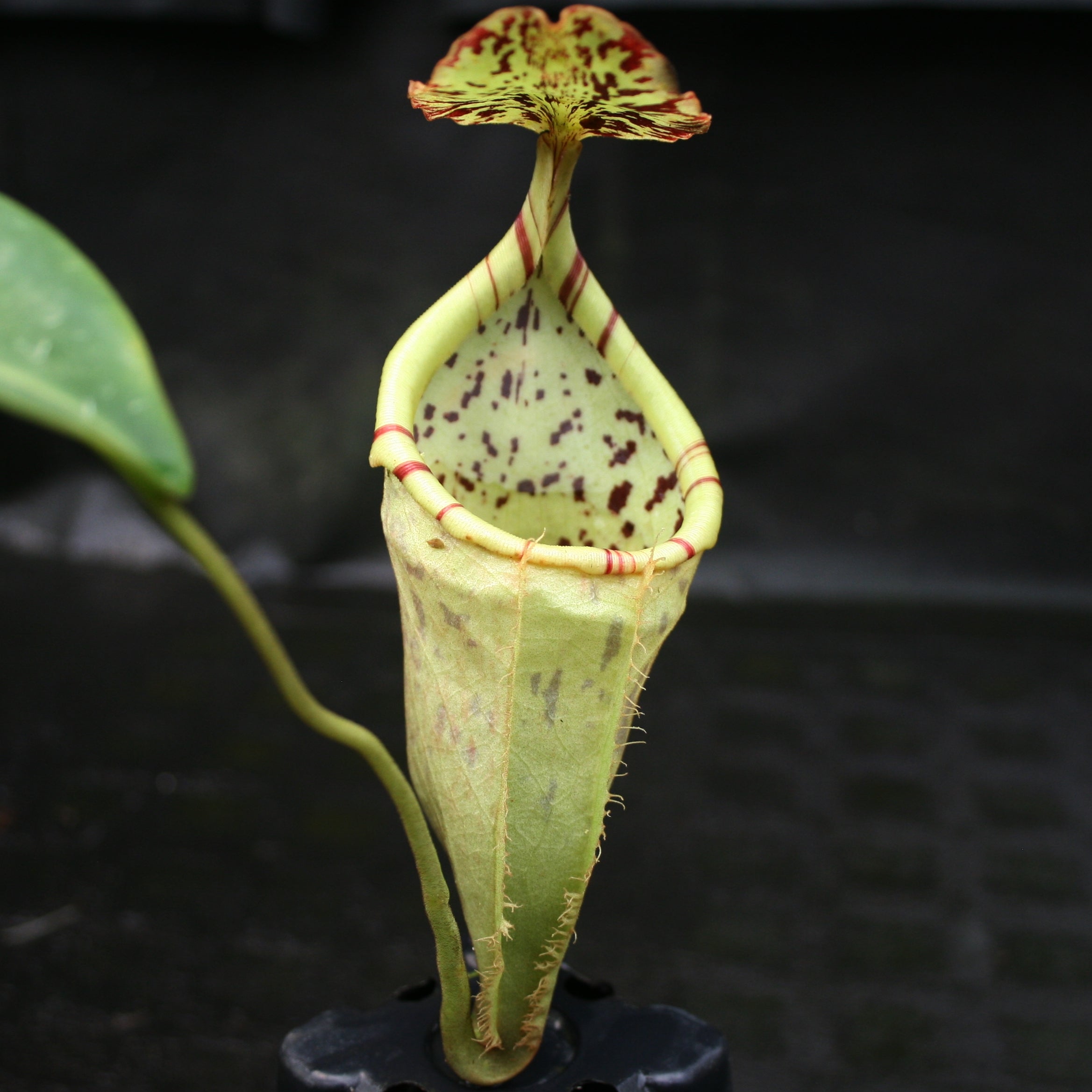 Nepenthes burbidgeae x campanulata BE-3564 – Carnivero