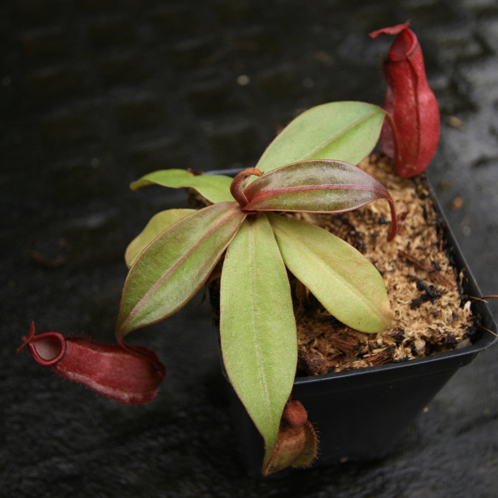 
                      
                        Nepenthes ampullaria (William's Red x Harlequin) x (sibuyanensis x merrilliana), CAR-0219, pitcher plant, carnivorous plant, collectors plant, large pitchers, rare plants
                      
                    