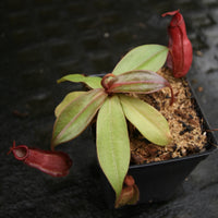 Nepenthes ampullaria (William's Red x Harlequin) x (sibuyanensis x merrilliana), CAR-0219