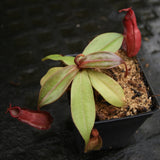 Nepenthes ampullaria (William's Red x Harlequin) x (sibuyanensis x merrilliana), CAR-0219